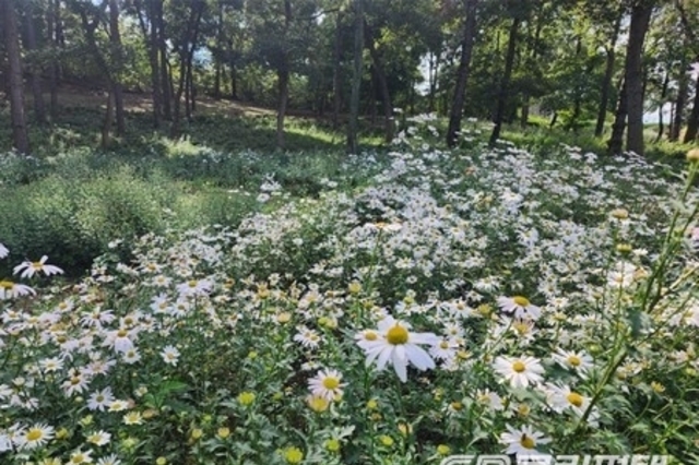 평택도시공사, ‘구절초 동산과 함께하는 가을 캠핑장’ 문 열어…내리 켐핑장서 특별한 추억을