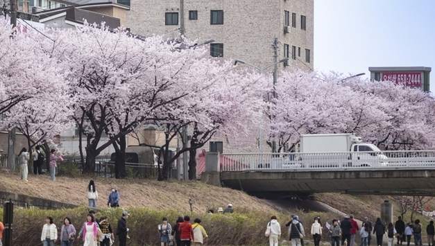 통복동, ‘제2회 통복천 벚꽃축제’ 개최…방문객들 눈과 귀 사로 잡아